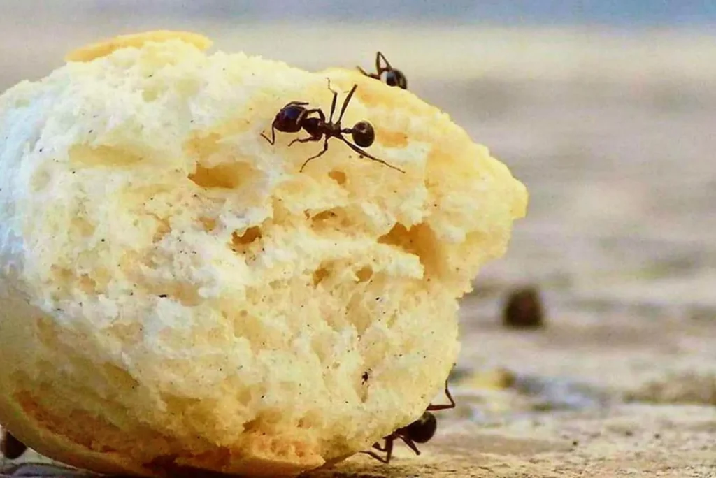 كيف يعرف النمل مكان الطعام