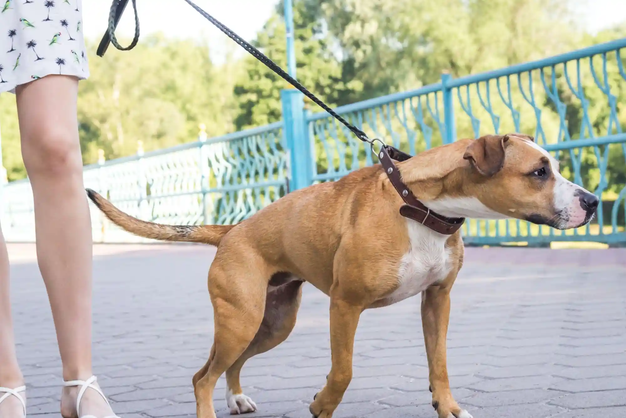 How to Train a Dog to Walk Beside a Stroller Without Pulling or Lunging How to Train a Dog to Walk Beside a Stroller Without Pulling or Lunging