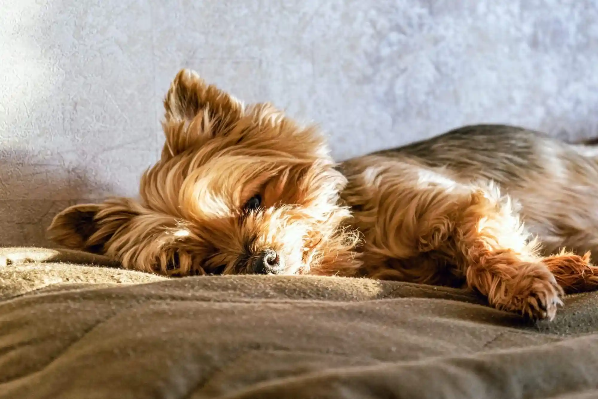 Canine Cognitive Dysfunction (CCD): Managing Dementia and Sleep Cycle Changes in Senior Dogs Canine Cognitive Dysfunction (CCD): Managing Dementia and Sleep Cycle Changes in Senior Dogs