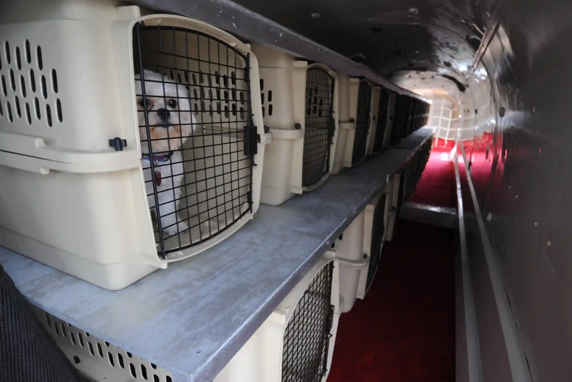 Flying With Dogs as Checked Baggage or Cargo: Temperature Embargoes and Crate Specs