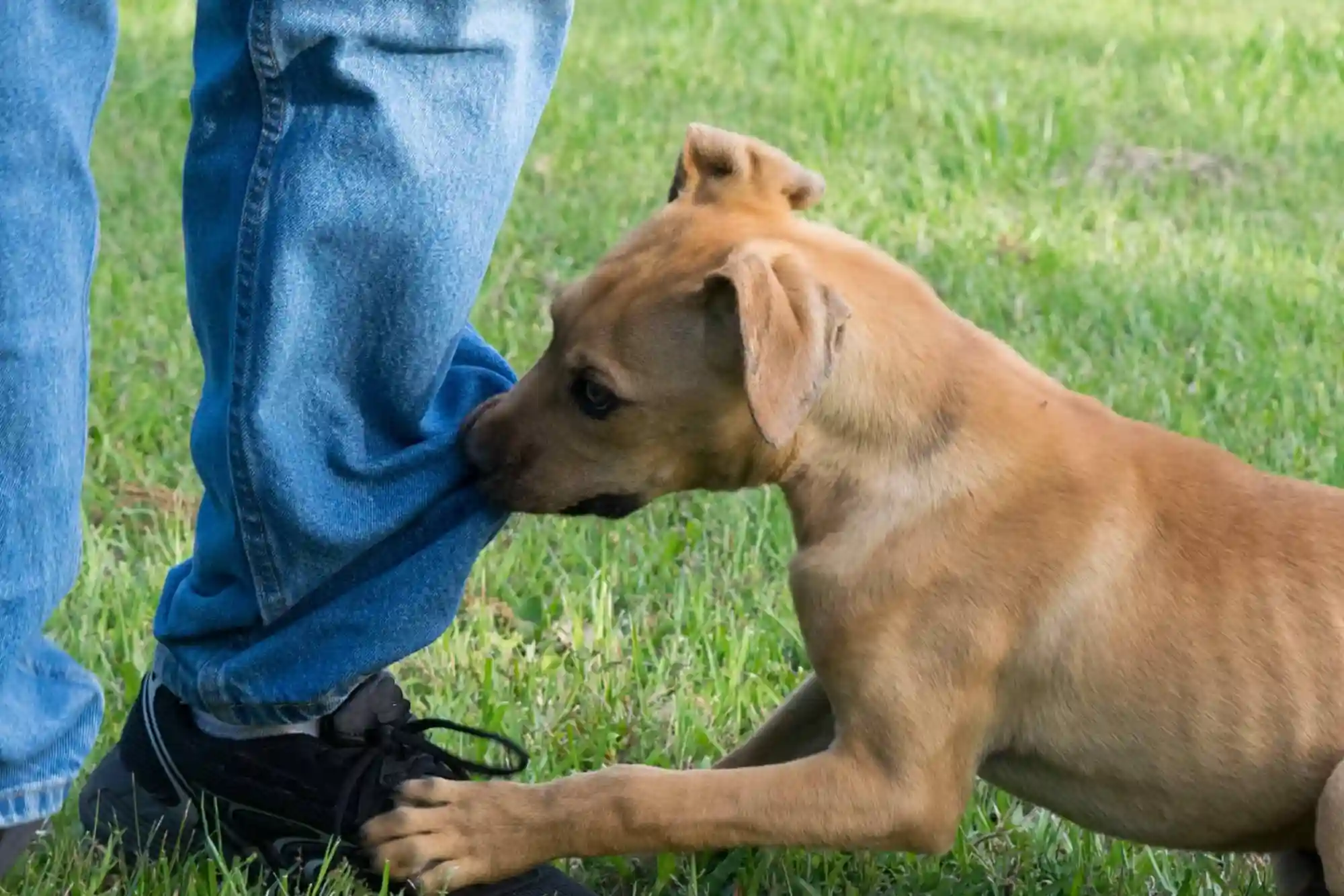 How to Stop a Puppy from Biting Ankles and Pant Legs During Walks