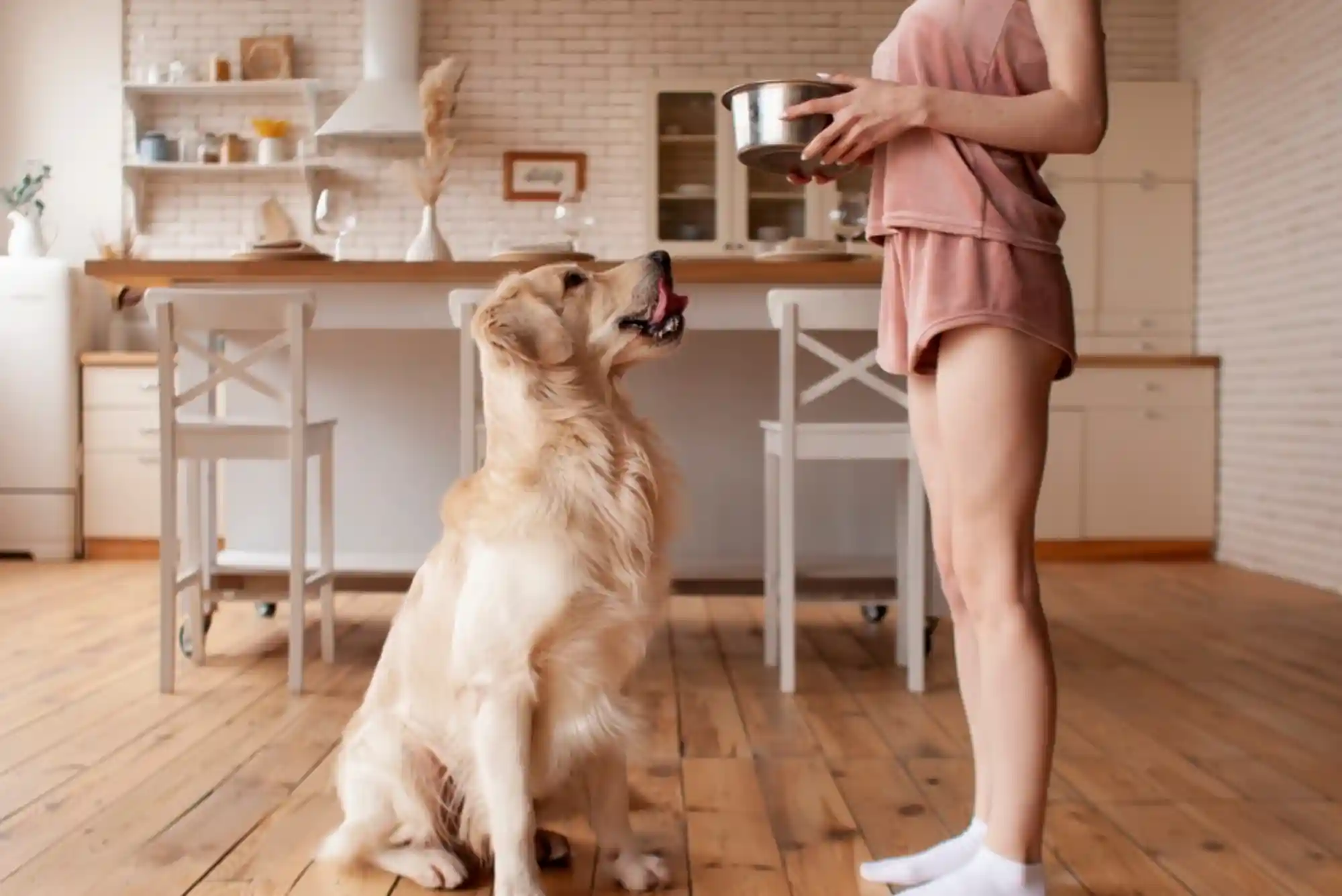 Resource Guarding in Dogs: How to Stop Food and Toy Aggression with Trade Drills Resource Guarding in Dogs: How to Stop Food and Toy Aggression with Trade Drills